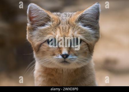 Sandkatze - Felis margarita, Porträt einer wunderschönen kleinen wilden Katze aus Sand- und Steinwüsten Nordafrikas und des Nahen Ostens, Marokko. Stockfoto