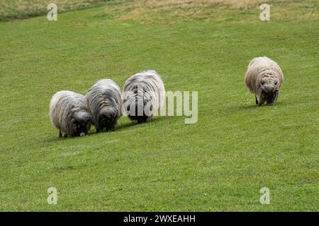 Wollschafe, die friedlich auf grüner Weide weiden Stockfoto