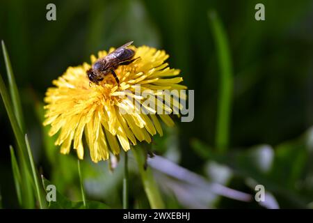 Nahaufnahme einer Biene, die eine hellgelbe Löwenzahnblüte bestäubt Stockfoto