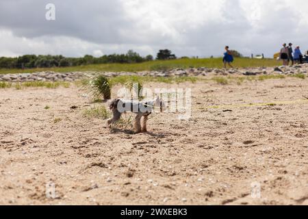 Yorkshire Terrier spielt im Sommer am Strand. Selektiver Fokus. Stockfoto