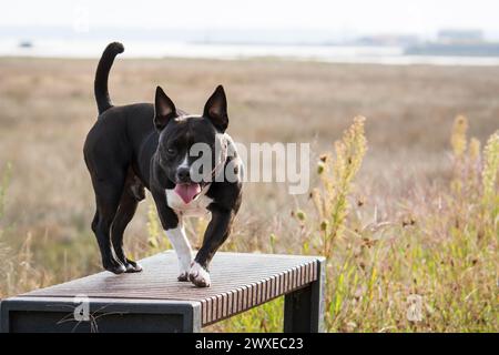Amerikanischer Tyrannehund in der Nähe des Meeres Stockfoto