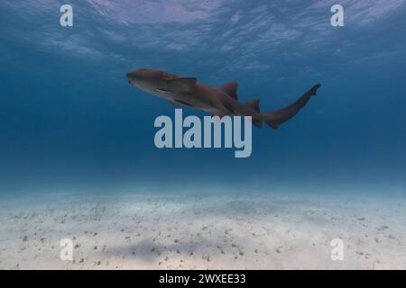 Ammenhai in blauen tropischen Gewässern. Stockfoto