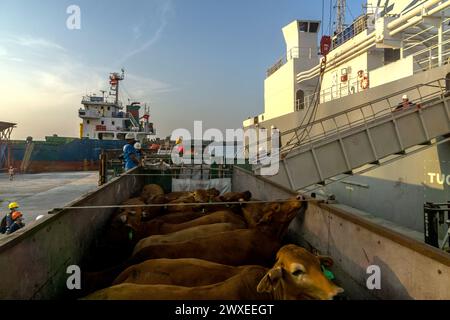Der Prozess der Verladung von Rindern aus Australien vor dem Eid al-Fitr Mubarak als Produktivitätsaktivität für die indonesische Wirtschaft wird am 28. März 2024 im Belawan Harbor, Medan, North Sumatra, Indonesien, in Silhouette gesehen. Farid Chairmawan, Vice President of Corporate Communications von PT Pelindo Multi Terminal Belawan, sagte, PT Pelindo Multi Terminal (SPMT), eine Unterholding von PT Pelabuhan Indonesia (Persero) oder Pelindo tätige im Hafensegment im Bereich des Betriebs von nicht-Container-Terminals in Indonesien. Um Servicenutzern überlegene Dienstleistungen zu bieten, setzt sich die SPMT Group weiterhin für die Bereitstellung von Dienstleistungen ein Stockfoto