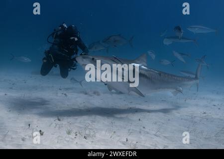 Tigerhai und ein Taucher in blauen tropischen Gewässern. Stockfoto