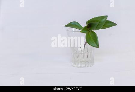 Kleine Goldfischpflanze in einem Glas auf weißem hölzernem Hintergrund Stockfoto