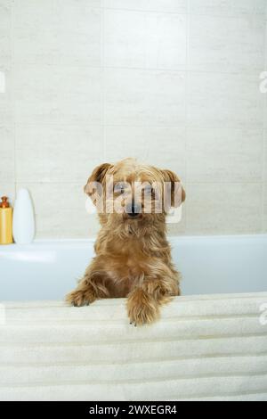 Erwachsene Mischlingshunde schaut über die Badewanne, bevor sie gewaschen werden. Hundehygiene und Haustierpflege. Er sucht nach einer Antwort auf seine Situation. Stockfoto