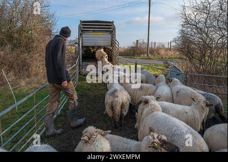 Schäferhund verladet seine Schafe in einen Doppelstockwagen, Mecklenburg-Vorpommern Stockfoto