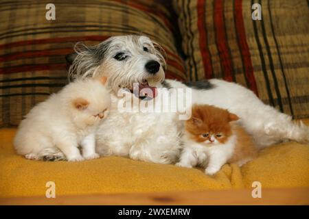 Persische Katze, langhaarige Katze, Kätzchen, Jack Russell Terrier Stockfoto