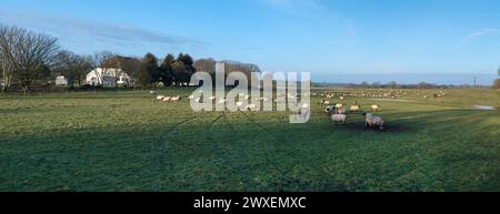 Schwarzköpfige Hausschafe (Ovis gmelini aries), die am frühen Morgen weiden, Mecklenburg-Vorpommern, Deutschland Stockfoto