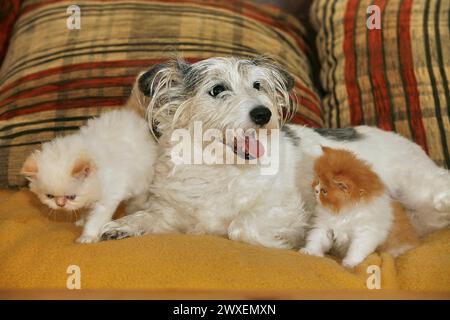 Persische Katze, langhaarige Katze, Kätzchen, Jack Russell Terrier Stockfoto