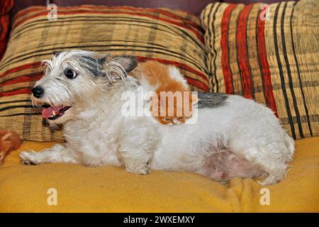 Persische Katze, langhaarige Katze, Kätzchen, Jack Russell Terrier Stockfoto