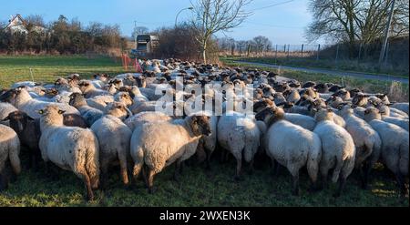 Schwarzköpfige Hausschafe (Ovis gmelini aries) im Verladestall, Mecklenburg-Vorpommern, Deutschland Stockfoto
