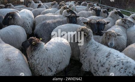 Schwarzköpfige Hausschafe (Ovis gmelini aries) zum Verladen im Stall, Mecklenburg-Vorpommern, Deutschland Stockfoto