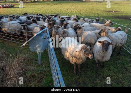 Schwarzköpfige Hausschafe (Ovis gmelini aries) warten auf Verladung, Mecklenburg-Vorpommern, Deutschland Stockfoto