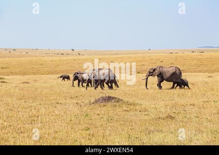 Familiengruppe mit afrikanischen Buschelefanten (Loxodonta africana) mit Kälbern, die auf einer einsamen Grassavanne in Afrika, Maasai Mara National, spazieren Stockfoto