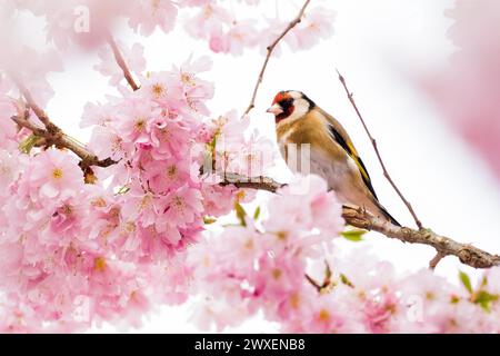 Ein europäischer Goldfink (Carduelis carduelis), der zwischen zarten rosa Kirschblüten auf einem Zweig sitzt, Hessen, Deutschland Stockfoto