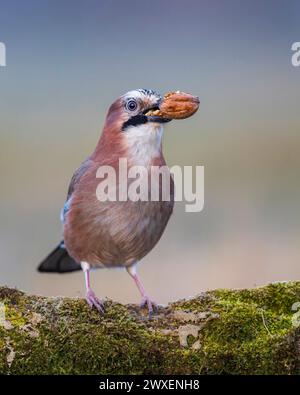 Eurasischer jay (Garrulus glandarius) Sonnenaufgang, Frost, mit Walnuss als Nahrung, Winterfütterung, Raureif, Biosphärenreservat Mittelelbe, Sachsen-Anhalt Stockfoto