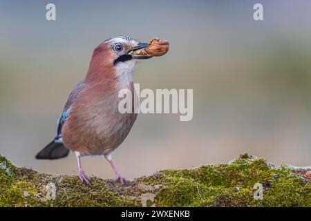 Eurasischer jay (Garrulus glandarius) Sonnenaufgang, Frost, mit Walnuss als Nahrung, Winterfütterung, Raureif, Biosphärenreservat Mittelelbe, Sachsen-Anhalt Stockfoto