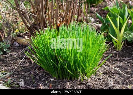 Grüner Schnittlauch, Gemüsegarten und Hintergrund verschwimmen. Stockfoto