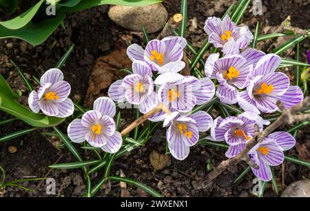 Siebers Crocus Tricolor Blumen - lateinischer Name - Crocus sieberi subsp. Sublimis Tricolor Stockfoto