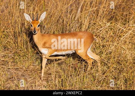 Steenbock in der Abendsonne im Busch von Simbabwe Schnitt Steenbock in der Abendsonne im Busch *** Geschnittener Steinbock in der Abendsonne im Stockfoto