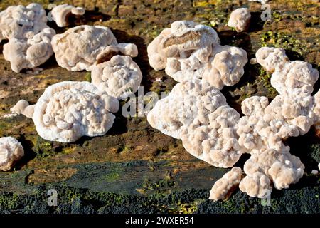 Nahaufnahme der jungen Fruchtkörper eines Pilzes, der auf einem verrottenden Stamm wächst, wahrscheinlich Stereum hirsutum, auch bekannt als Haarige Vorhangkruste. Stockfoto