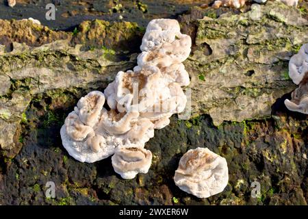 Nahaufnahme des jungen Fruchtkörpers eines Pilzes, der auf einem verrottenden Stamm wächst, wahrscheinlich Stereum hirsutum, auch bekannt als Haarige Vorhangkruste. Stockfoto