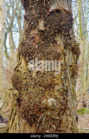 Wych Ulm (ulmus glabra), Nahaufnahme, in der gezeigt wird, wo der Baum Schäden am Stamm repariert hat, indem er eine große Fläche von Grat- oder Bohrholz erzeugt hat. Stockfoto