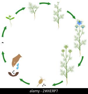 Der Lebenszyklus der Schwarzkümmelpflanze auf weißem Hintergrund. Stock Vektor