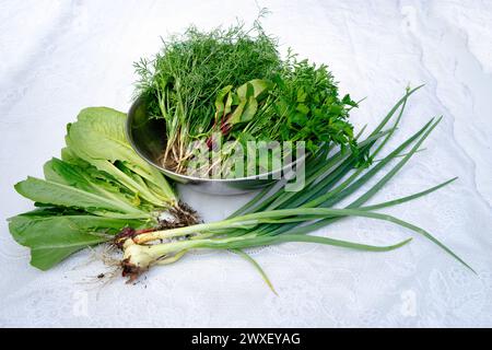 Frische, ungewaschene Grünpflanzen mit Erde auf Wurzeln, die gerade im Garten gesammelt wurden, um einen Salat auf Tischtuch zu machen Stockfoto