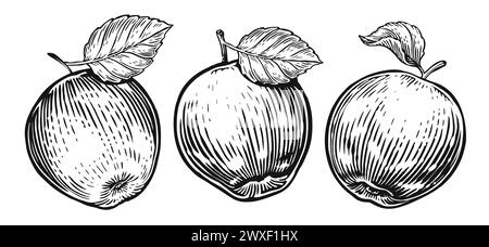 Apfelfrucht mit Blatt. Handgezeichnetes Obstset im Vintage-Gravurstil. Illustration des Skizzenvektors Stock Vektor