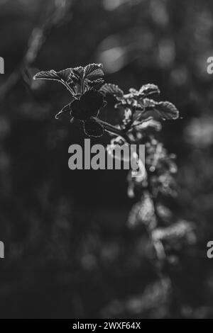 Die Eleganz der Natur. Nahaufnahme, Detailaufnahme von Blättern auf isoliertem Baumzweig. Schwarz-weiß. Schwarzweißkontrast Stockfoto