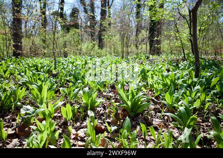 Allium ursinum, bekannt als wilder Knoblauch, Ramsons, wilder Cowleek, Cowlic, Buckrams, HolzKnoblauch, Bärenlauchs, eurasischer WildKnoblauch oder BärenKnoblauch. Präferenz Stockfoto