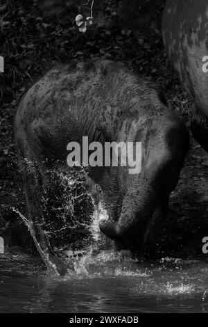 Asiatischer Elefant, Elephas Maximus, Kalb, das mit Wasser im Kabini Reservat spielt. Indien Stockfoto