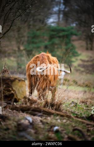 Higland Kuh In Veluwe Nature Stockfoto