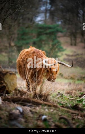 Higland Kuh In Veluwe Nature Stockfoto