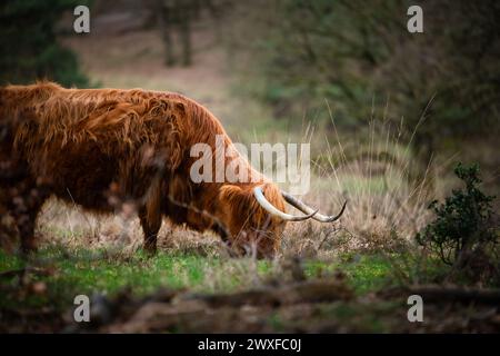 Higland Kuh In Veluwe Nature Stockfoto