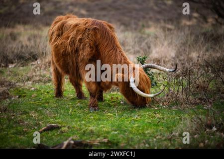 Higland Kuh In Veluwe Nature Stockfoto