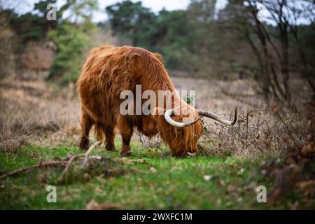 Higland Kuh In Veluwe Nature Stockfoto