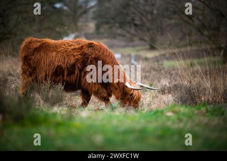 Higland Kuh In Veluwe Nature Stockfoto