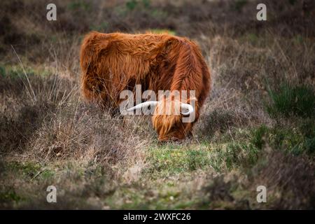 Higland Kuh In Veluwe Nature Stockfoto