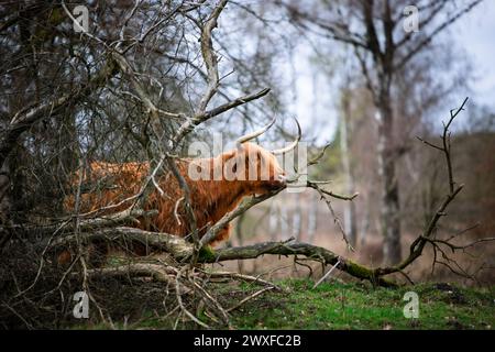 Higland Kuh In Veluwe Nature Stockfoto