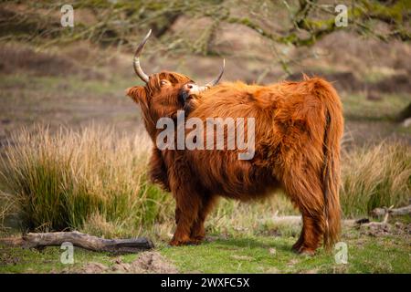 Higland Kuh In Veluwe Nature Stockfoto