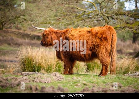 Higland Kuh In Veluwe Nature Stockfoto