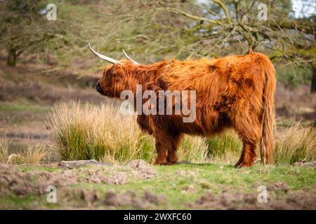 Higland Kuh In Veluwe Nature Stockfoto