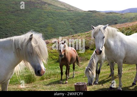 Pferde auf dem Long Mynd, in der Nähe von Church Stretton, Shropshire Stockfoto