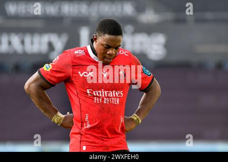 Swansea, Wales. 30. März 2024. Emmanuel Tshituka von Emirates Lions während des 13. Runde-Spiels der United Rugby Championship (URC) zwischen Ospreys und Emirates Lions im Stadion Swansea.com in Swansea, Wales, Großbritannien am 30. März 2024. Quelle: Duncan Thomas/Majestic Media. Stockfoto