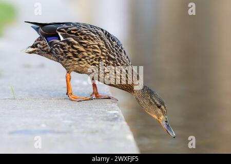 Stockenten am städtischen Ententeich (Anas platyrhynchos) Stockfoto