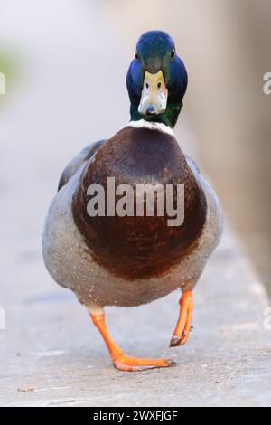 Lustiger Stockenten drake, der auf die Kamera zugeht (Anas platyrhynchos) Stockfoto