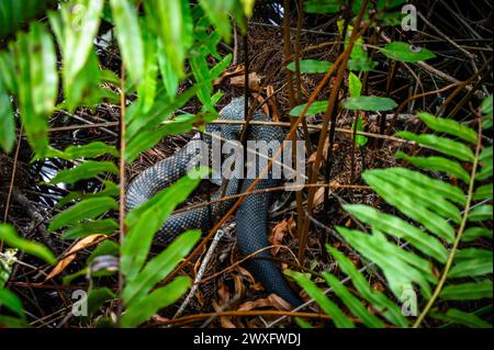 Fort Myers Cotton Mouth Stockfoto